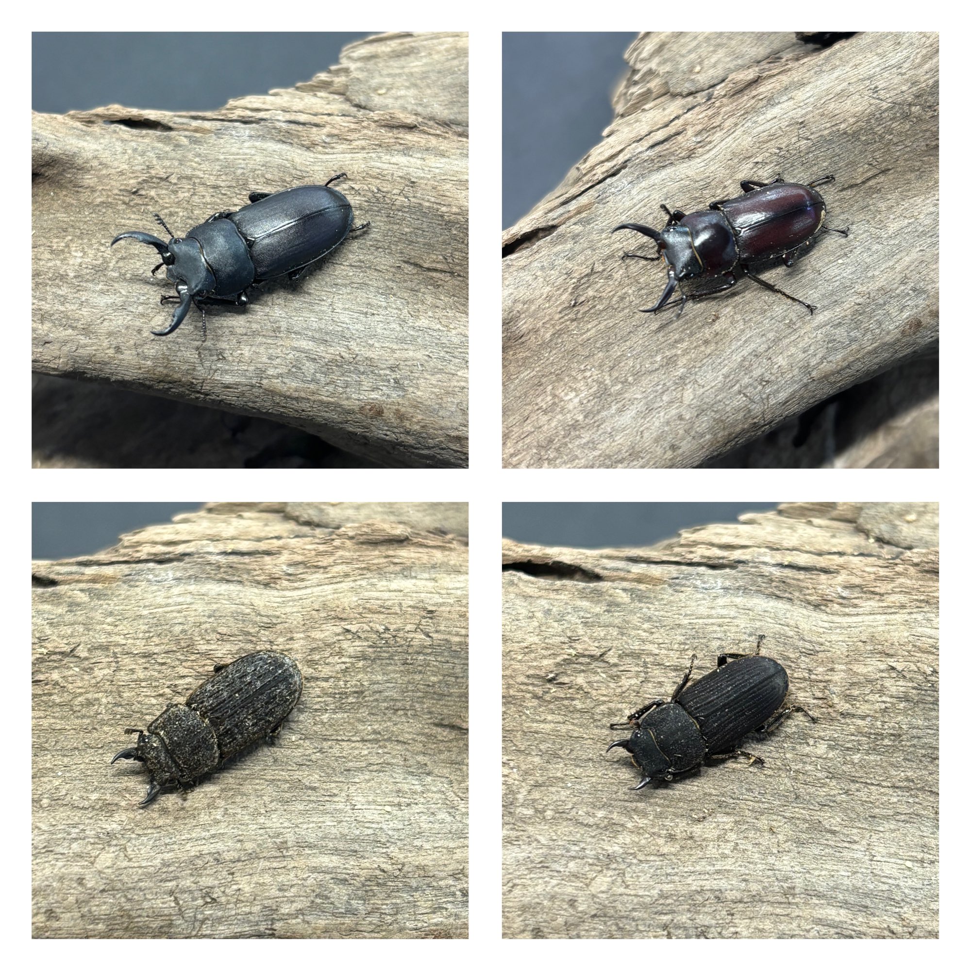 義重昆虫　NＴ-106 出店情報:2025/7/20】INSECTPORT TOKYO|インセクトポート東京