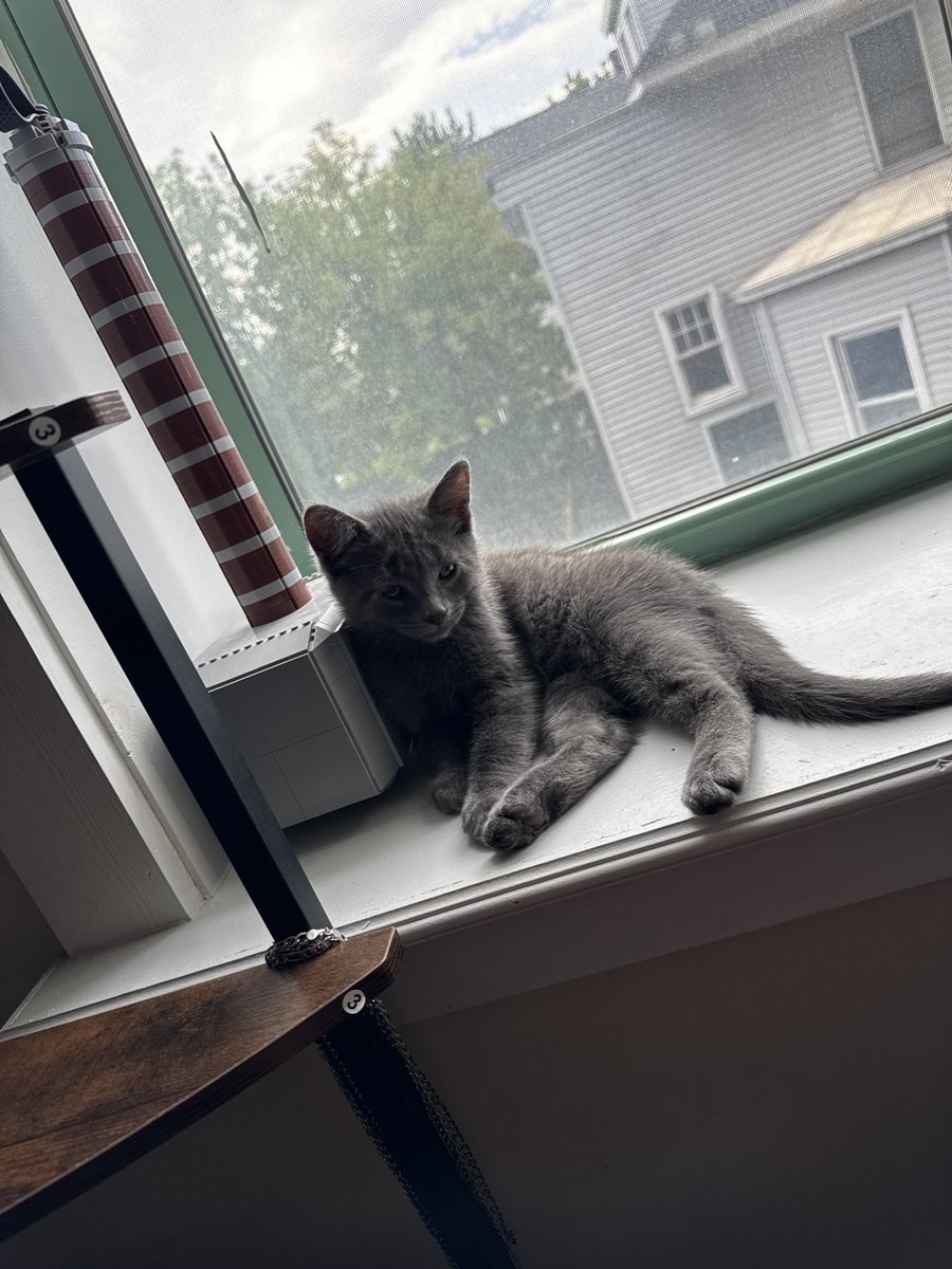 Angisimo7's tweet photo. hiiii, my name is thor ⚡️💜 (this be my cat) https://t.co/S83e1TI8Zq