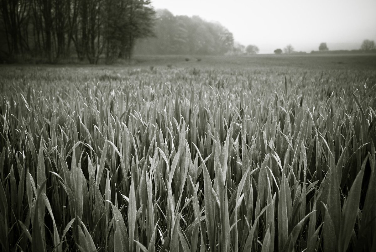 #Monomonday #momo taken on an early morning in May in Yorkshire England. I had a day of long meetings ahead so got up early and left the hotel for a stroll. Glad I did 😊.