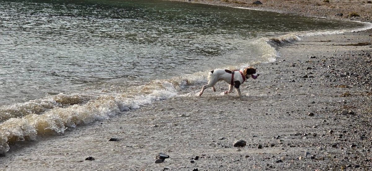 redteamJSY's tweet image. Lovely morning down on the beach...slightly spoilt by the dead skate and falling into the surf trying to stop the triumphant retrieval 🤣🤦♂️🐟
#JerseyCI #springerspaniel #spanner