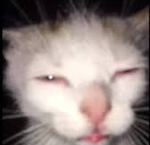 _snow118's tweet photo. philippines, 2020: damn, taal volcano just erupted, looks like we wont have classes for a week

*covid pandemic starts*

philippines, 2024: damn, taal volcano released some smog, classes just suspended today, likely for another week. hey i heard there's another outbre- https://t.co/G8mAGDN4sd