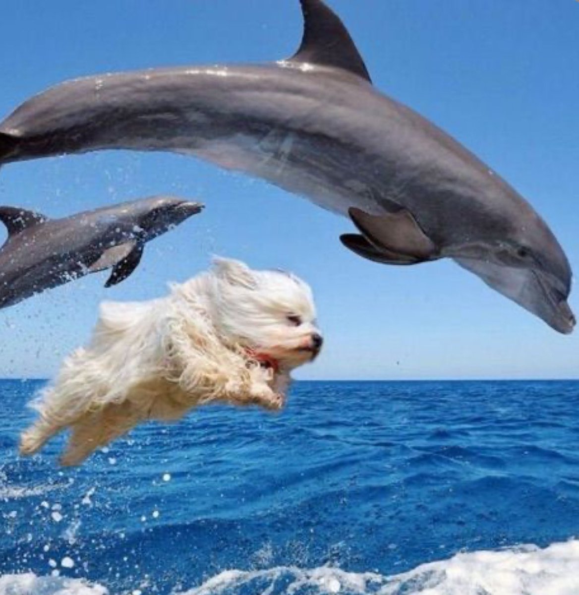 lyraskyer's tweet photo. high jump 👠https://t.co/qkeGYOv93N
#highjump #dolphine #funnyphoto #dog #metalica https://t.co/kDZOHze3Mi