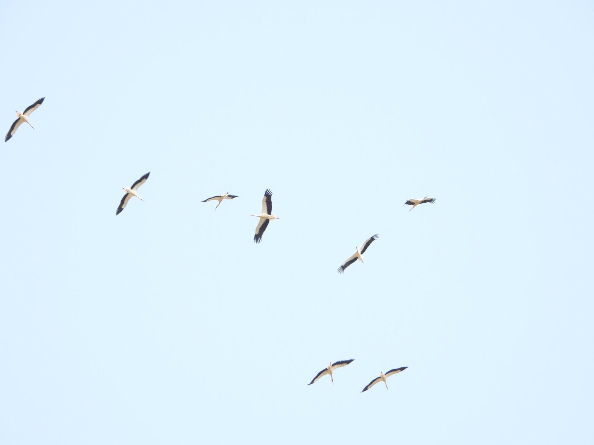Grup d'unes 400 cigonyes (ciconia ciconia) agrupant-se i sobrevolant la Tordera en el pas per la comarca de la Selva #birding 19/08/24