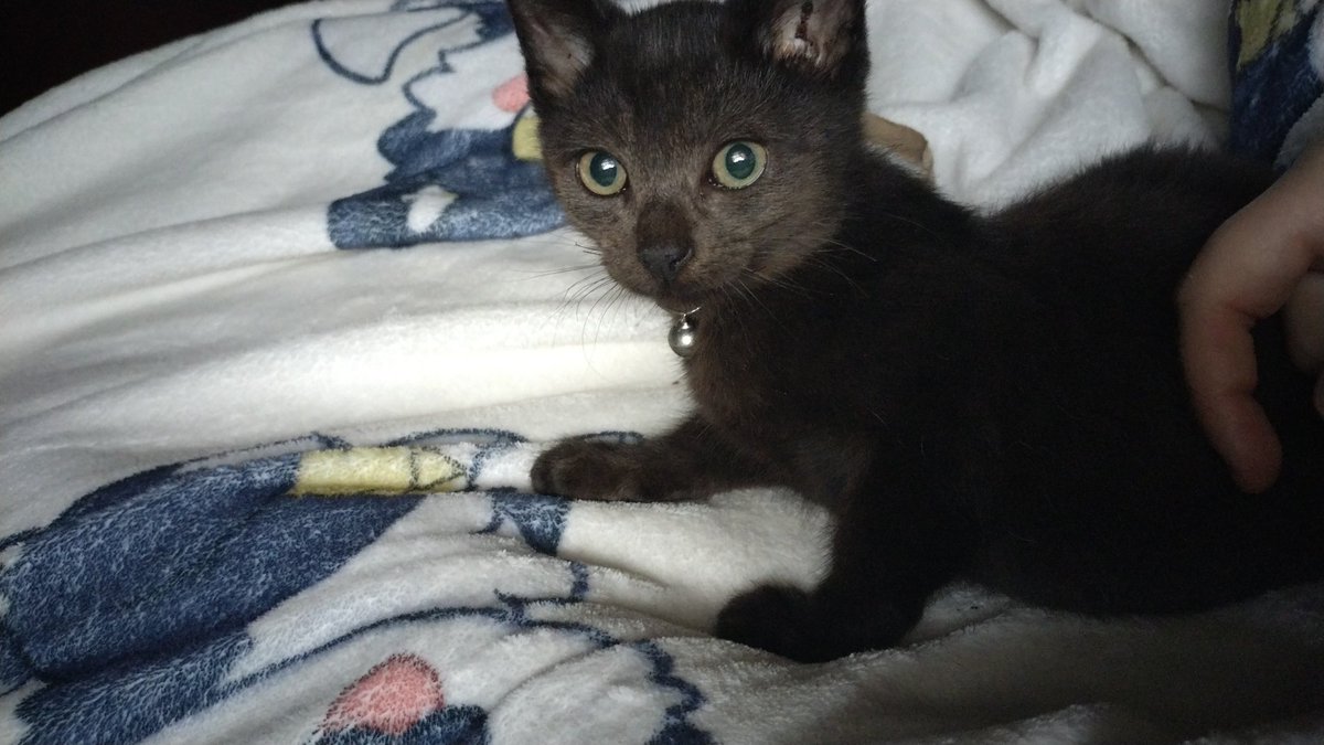 Feebeebbniisan's tweet photo. @finalfantasyma2 Voids united 🐈‍⬛🐈‍⬛🐈‍⬛🐈‍⬛🐈‍⬛ https://t.co/hiRkP4WfXJ