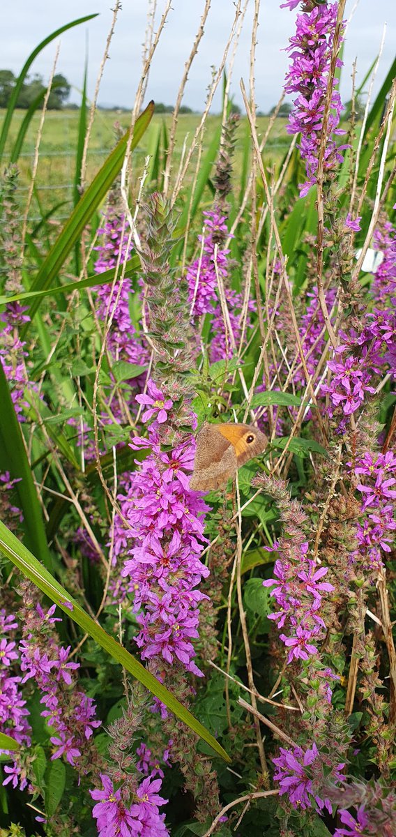 SWTConsultancy's tweet image. What delights summer has to offer our invertebrates…

A large stand of purple loosestrife hosting a beautiful variety of butterflies including small tortoiseshell, meadow brown and large white, as well as 2 species of bee and various other inverts 🦋🐝🕷️🦗