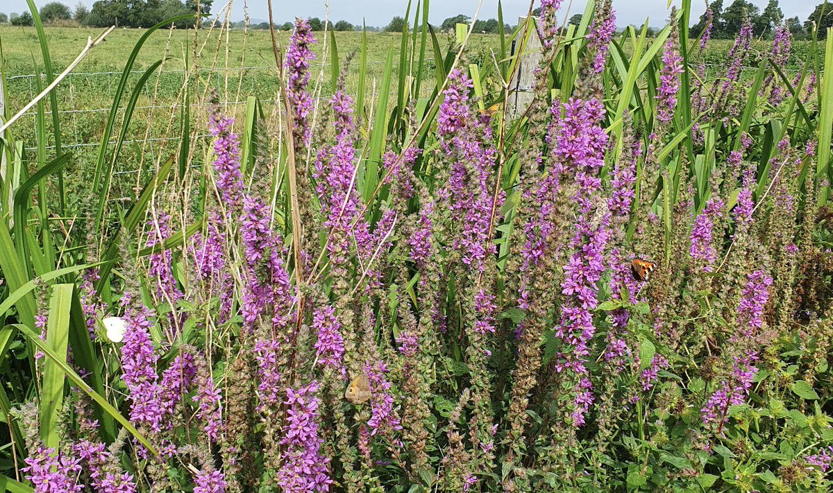 SWTConsultancy's tweet image. What delights summer has to offer our invertebrates…

A large stand of purple loosestrife hosting a beautiful variety of butterflies including small tortoiseshell, meadow brown and large white, as well as 2 species of bee and various other inverts 🦋🐝🕷️🦗