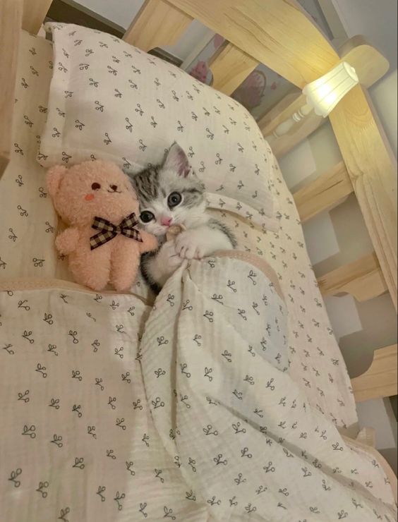 cutest cats (@cutestscats) on Twitter photo 