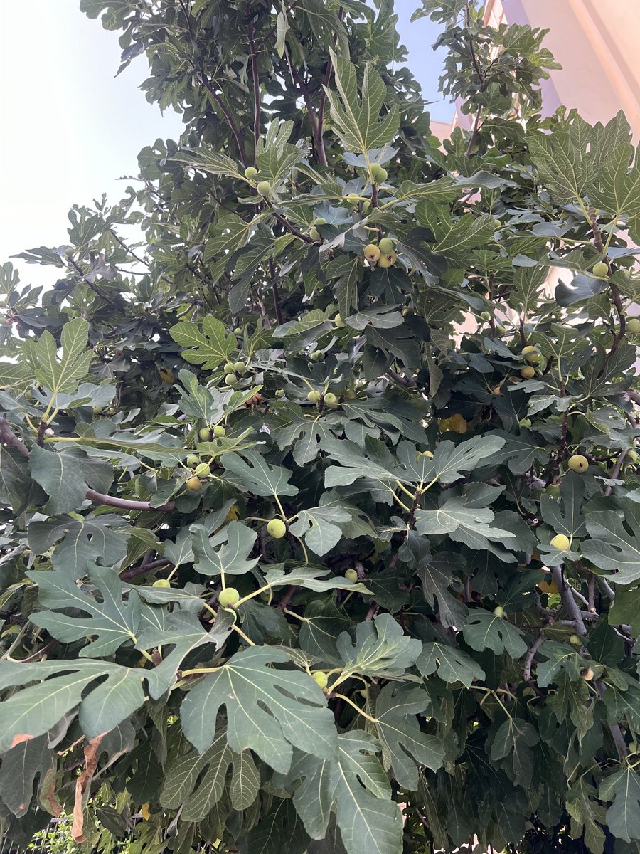 Özge Demet tweet media