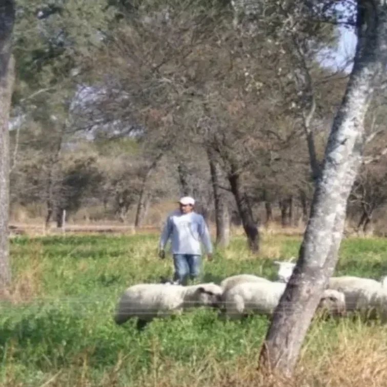 silvopastoralis's tweet photo. #SilvopastoreoElReto Estimados los Rumiantes comen hierbas altas en fibras qué son poco o nada digerirlo por los humanos aves o cerdos, y las convierten en Carne, Leche, Lana y Piel de calidad y suma Utilidad a los Humanos. Solo requieren manejo adecuado para no dañar el ambiente https://t.co/LcnWaS3fkG