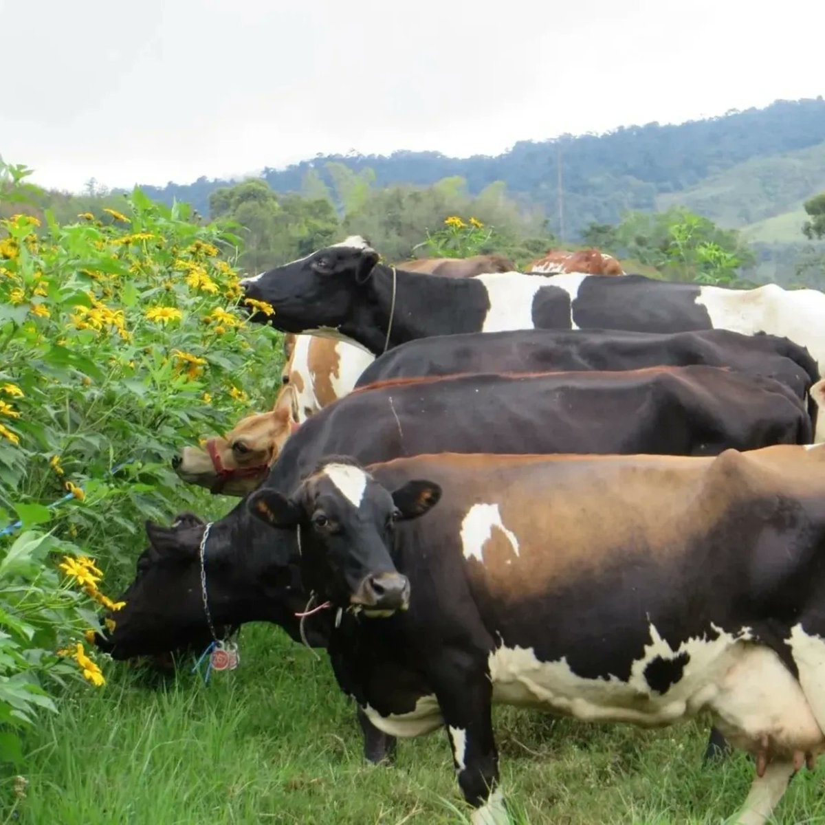 silvopastoralis's tweet photo. #SilvopastoreoElReto Estimados los Rumiantes comen hierbas altas en fibras qué son poco o nada digerirlo por los humanos aves o cerdos, y las convierten en Carne, Leche, Lana y Piel de calidad y suma Utilidad a los Humanos. Solo requieren manejo adecuado para no dañar el ambiente https://t.co/LcnWaS3fkG