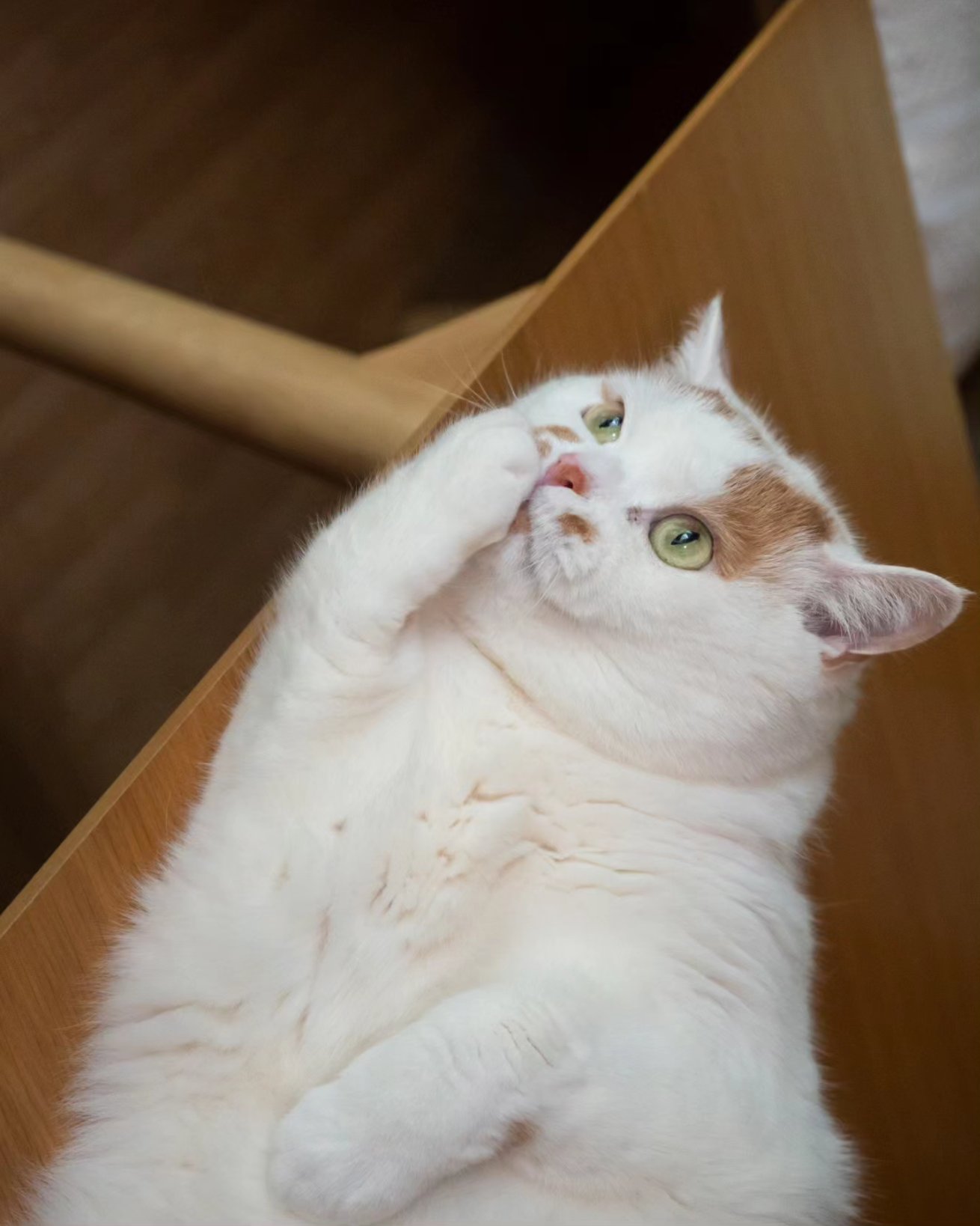 猫先輩二枚ブラックと白 ぽんず on X: 