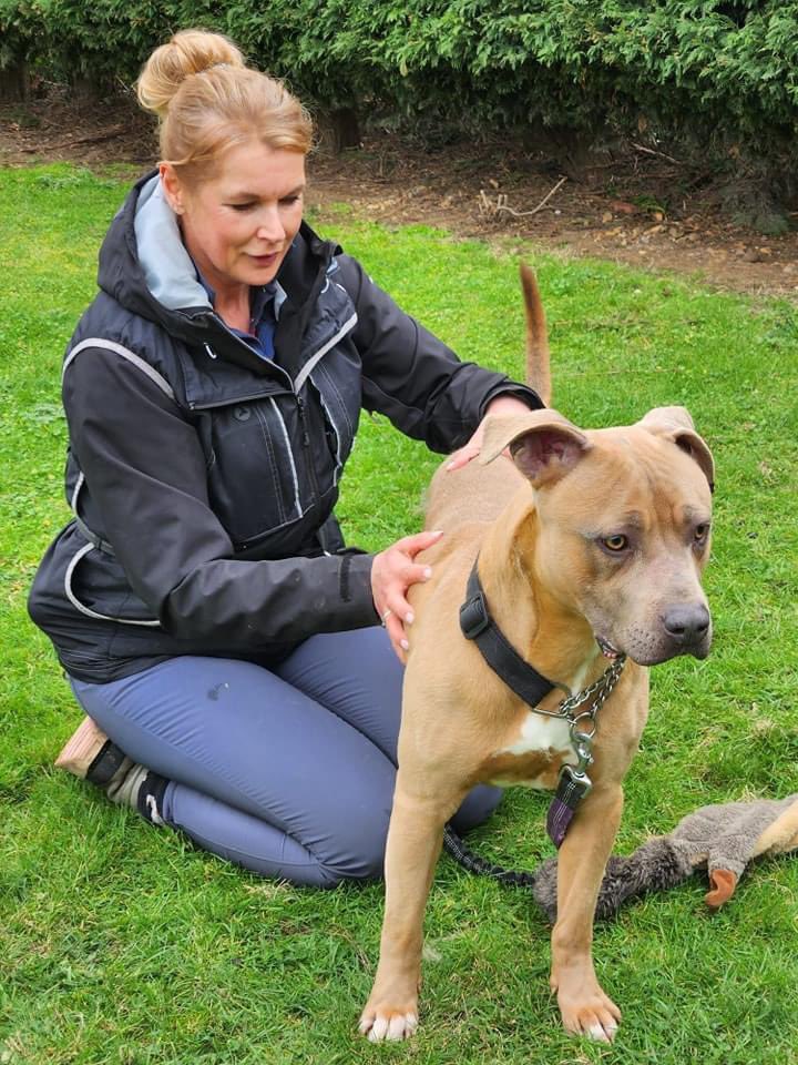 🍀 GOOD LUCK BANDIT 🍀

Bandit’s appeal against his destruction order is today. At a previous court hearing, his owner was unrepresented &amp; court ruled that Bandit should be destroyed. Today is his appeal hearing against that ruling, 

Bandit is seized as a Pit Bull type dog.