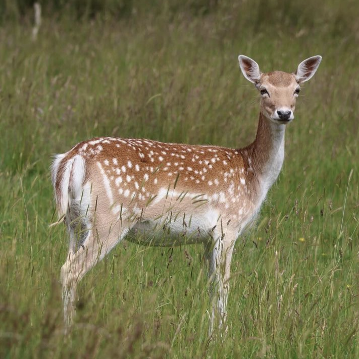 Helmingham Hall tweet media