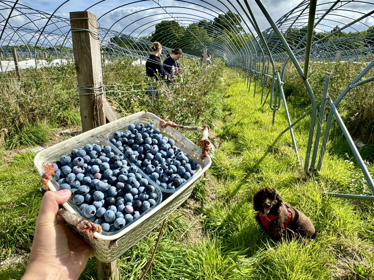 Spent an enjoyable afternoon picking blueberries in Blairgowrie. Cheap imports ended the market here so they’re now picked by the public with cash donations going to local community groups. <a href="/callums_clark/">Callum Clark</a> has the story for tonight’s <a href="/STVNews/">STV News</a> @SusKirrie