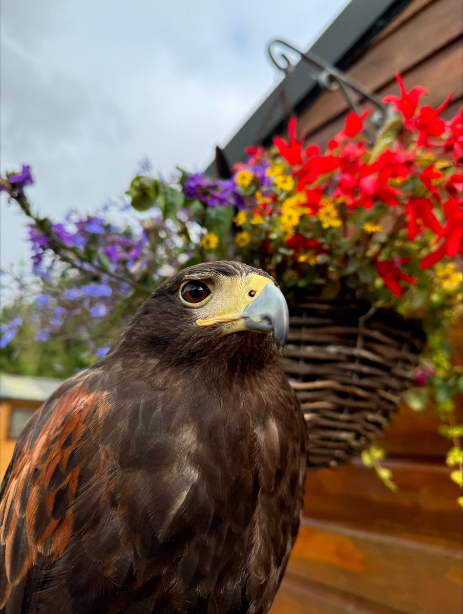 Ireland Falconry School tweet media