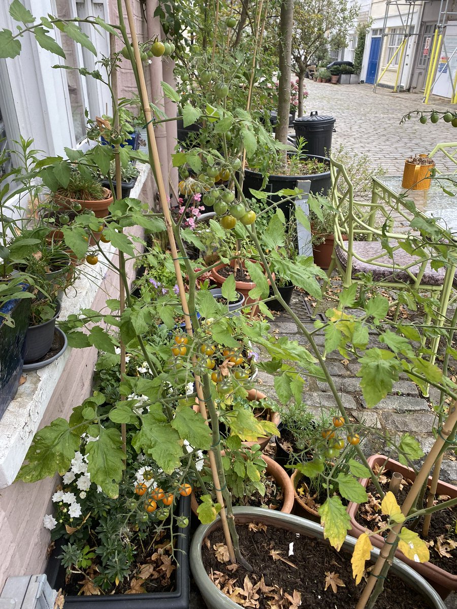 physio_motion's tweet photo. Physios have lives outside the clinic too! 🌱 Meet Zoe’s latest passion—growing her own tomatoes! 🍅 Taking time to nurture these plants is a perfect way to unwind and connect with nature. Just like in physio, it’s all about patience, care, and enjoying the fruits of your labor. https://t.co/QgNHAq42lH