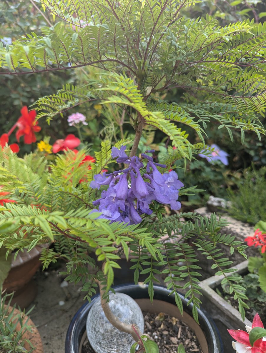 TregramSable's tweet photo. @GWmag Second year of flowering - Jacaranda in a pot https://t.co/pMISLsc375
