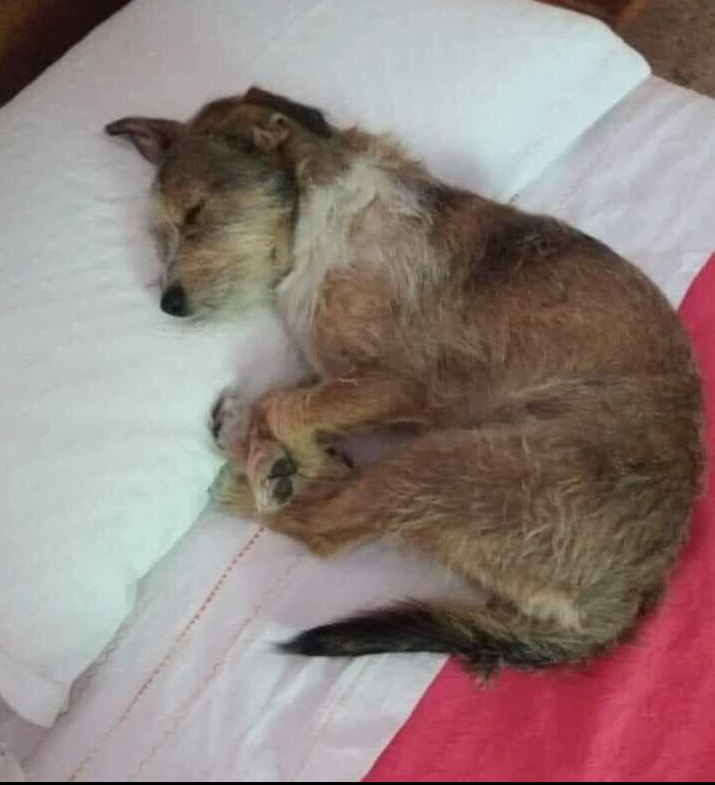 Tweets of Dogs tweet media