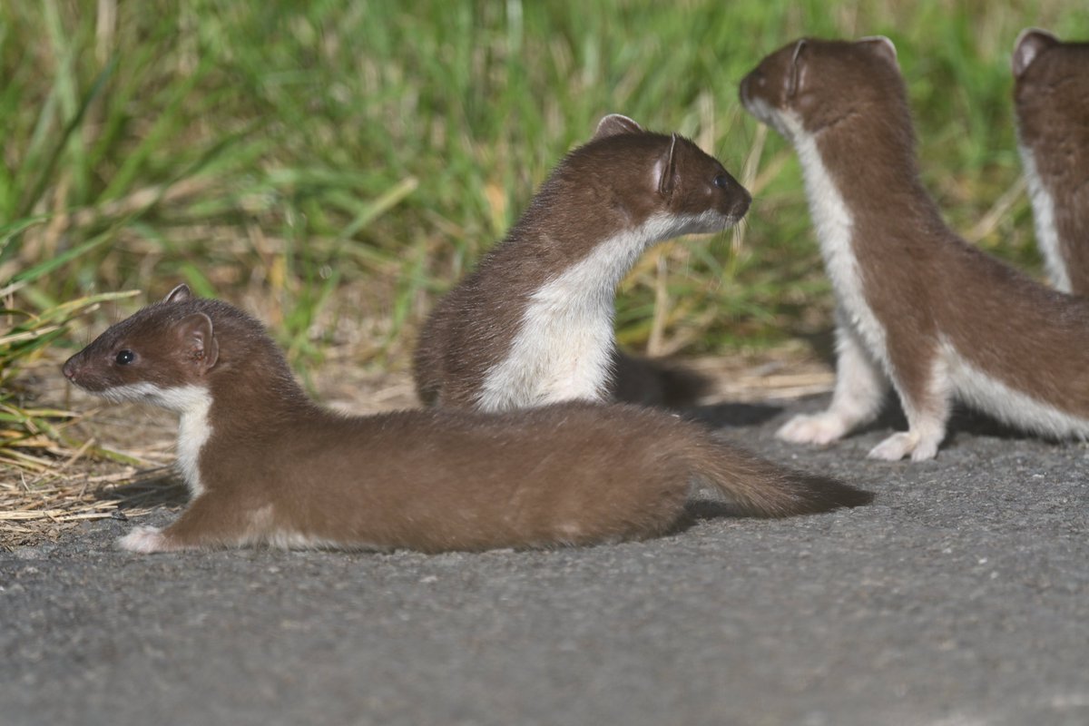 Ian Philip Misselbrook tweet media