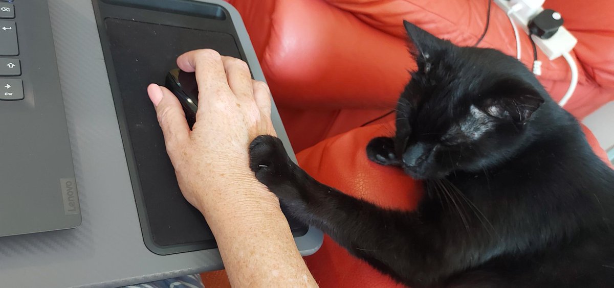 'Allow me to assist, hooman.'
#amwriting #catswithjobs