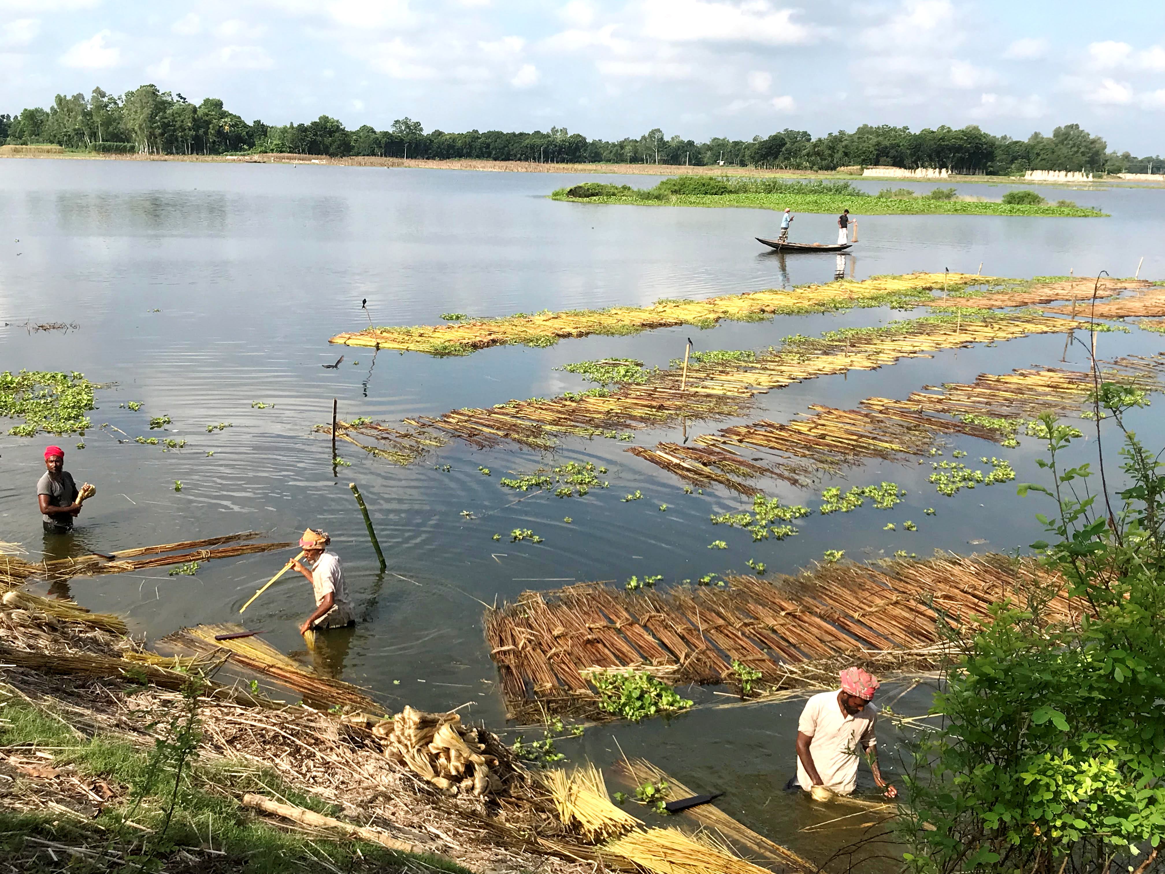 আত্রাইয়ে পাটের আঁশ ছাড়াতে ব্যস্ত কৃষক