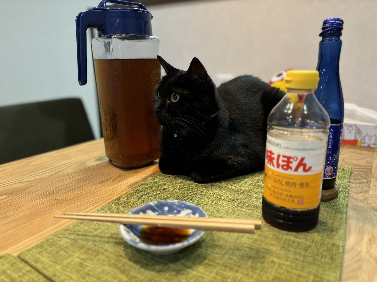 猫を飼うと言うこと🐈‍⬛