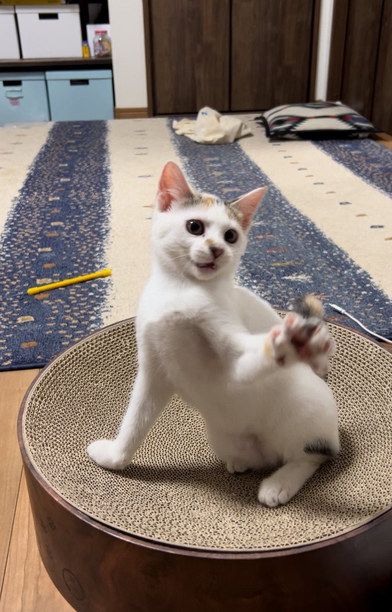 hysmaki's tweet image. ぱぁ！

#ネコズ
#まちねこ東大阪の会