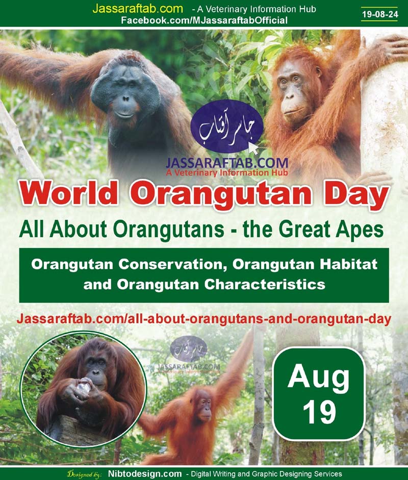 World Orangutan Day - All About Orangutans and Characteristics
jassaraftab.com/all-about-oran…

#OrangutanDay
<a href="/OrangutanDay/">Orangutan Events</a> <a href="/bornean_OU/">BOS Foundation</a> <a href="/redapes/">Orangutan Outreach 🦧❤️🌳</a>