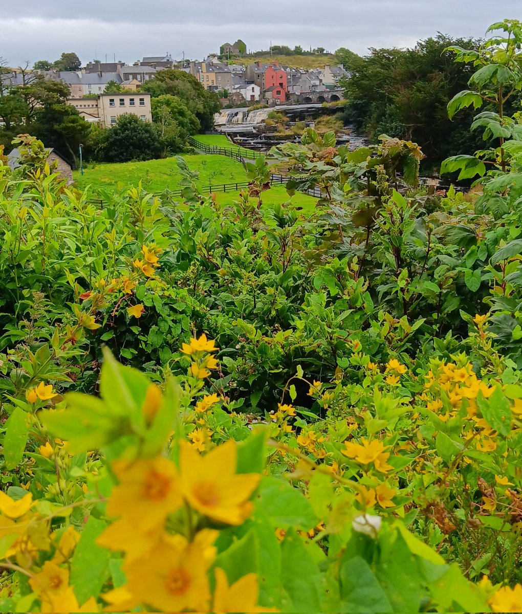 Johnny McCaw tweet media