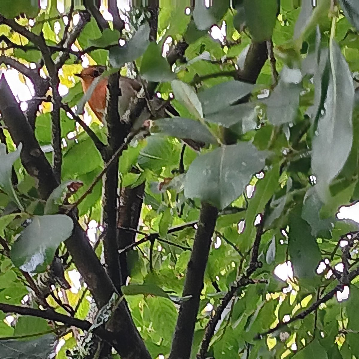 Johnny McCaw tweet media