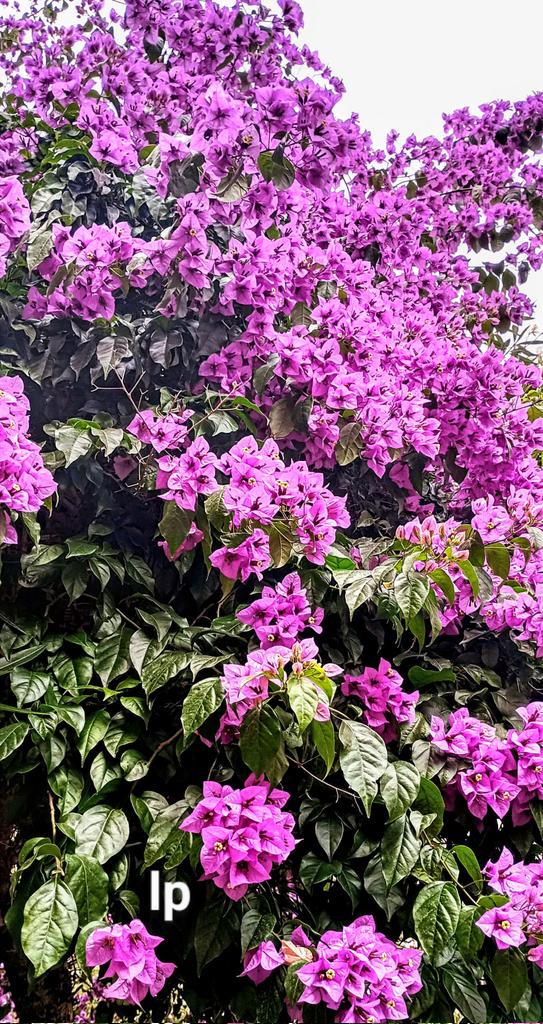 Laura Papa tweet media