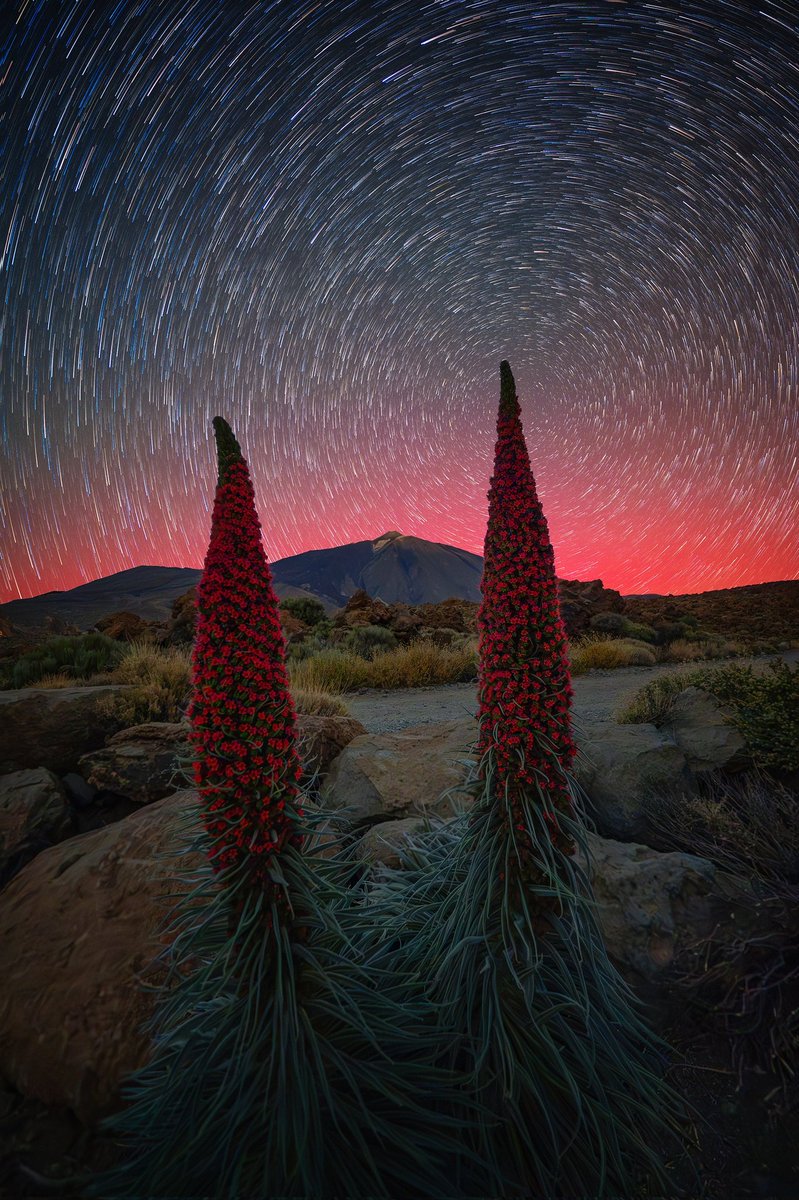 Zeworldphoto's tweet photo. Hoy es el #DiaMundialDeLaFotografia y he querido compartir algunas fotos que para mí han sido muy relevantes desde que tengo una cámara.
1. Puesta de luna detrás del cráter del Teide
2. Volcán Tajogaite
3. Aurora vista en Canarias
4. Mi primera Aurora Boreal en Noruega https://t.co/ZE8FSklf2G