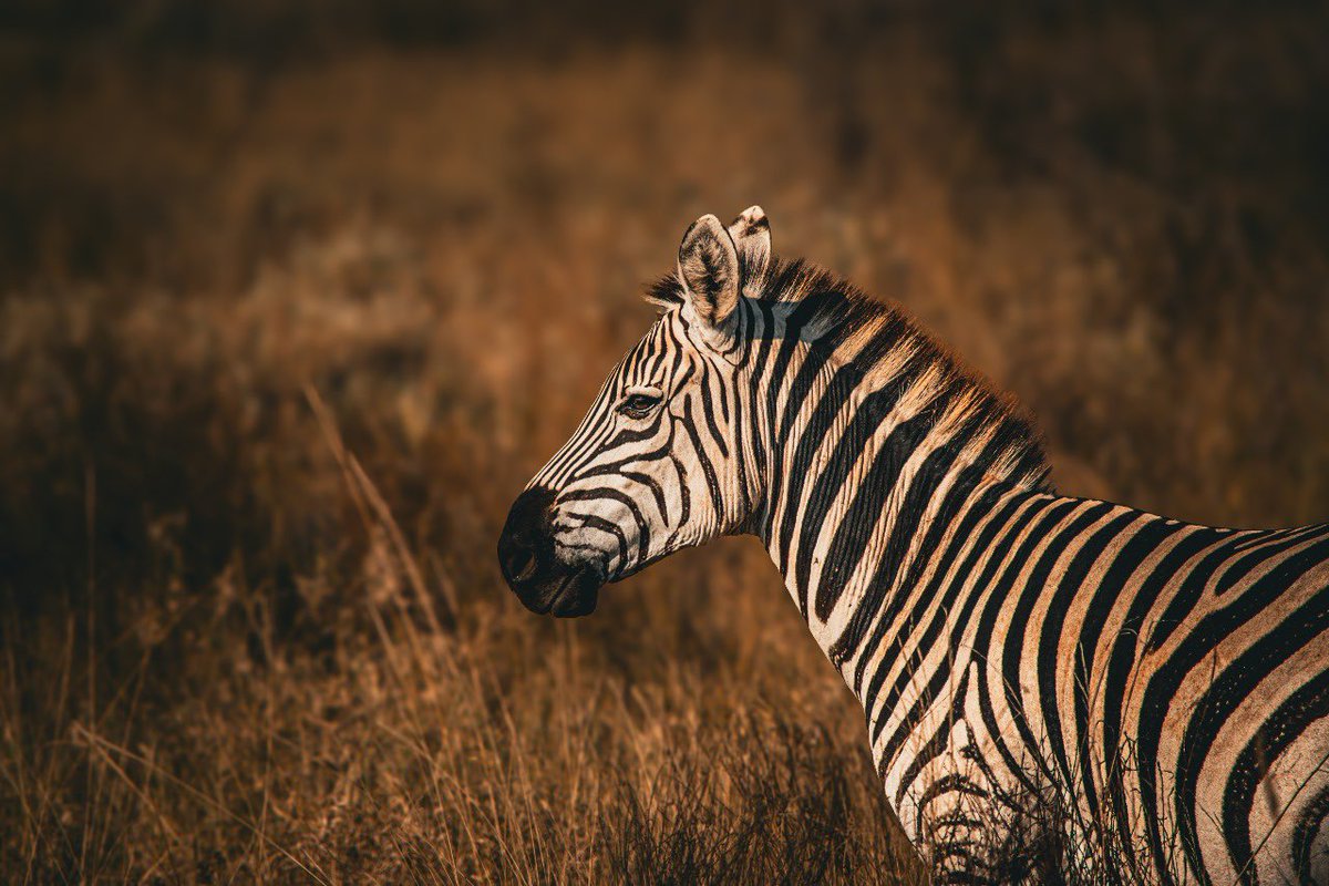 “In a world full of color, sometimes simplicity steals the show”  - Anonymous.

Sharing my world with the world on #WorldPhotographyDay!

Photo 📸: Moses Otunga 🇰🇪