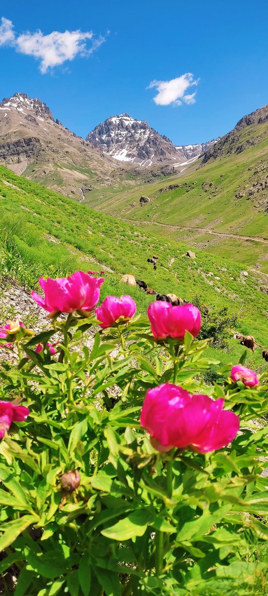 Rize Verçenik Dağından yeni görüntüler