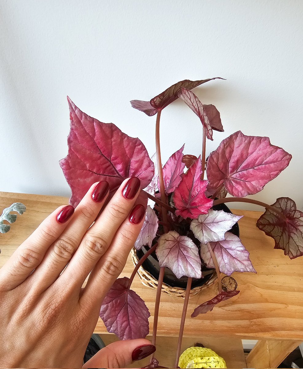 alicicvm's tweet photo. Finalmente usei o Rebu que comprei há mil anos e ameeeii coloquei até do lado da plantinha pq não paro de admirar https://t.co/nWdJFlBlic
