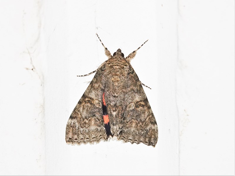 Here are Ed Wilson's sightings from today at Priorslee Lake and The Flash, Telford, Shropshire <a href="/sosbirding/">ShropshireBirdingNews</a> <a href="/BC_WestMids/">West Midlands Butterfly Conservation</a> <a href="/My_Wild_Telford/">My Wild Telford</a> <a href="/BTO_Shropshire/">BTO Shropshire</a> <a href="/ShropBotany/">Shropshire Botany</a>

Today's Photo: A Red Underwing (Catocala nupta)

friendsofpriorsleelake.blogspot.com/2024/08/19-aug…