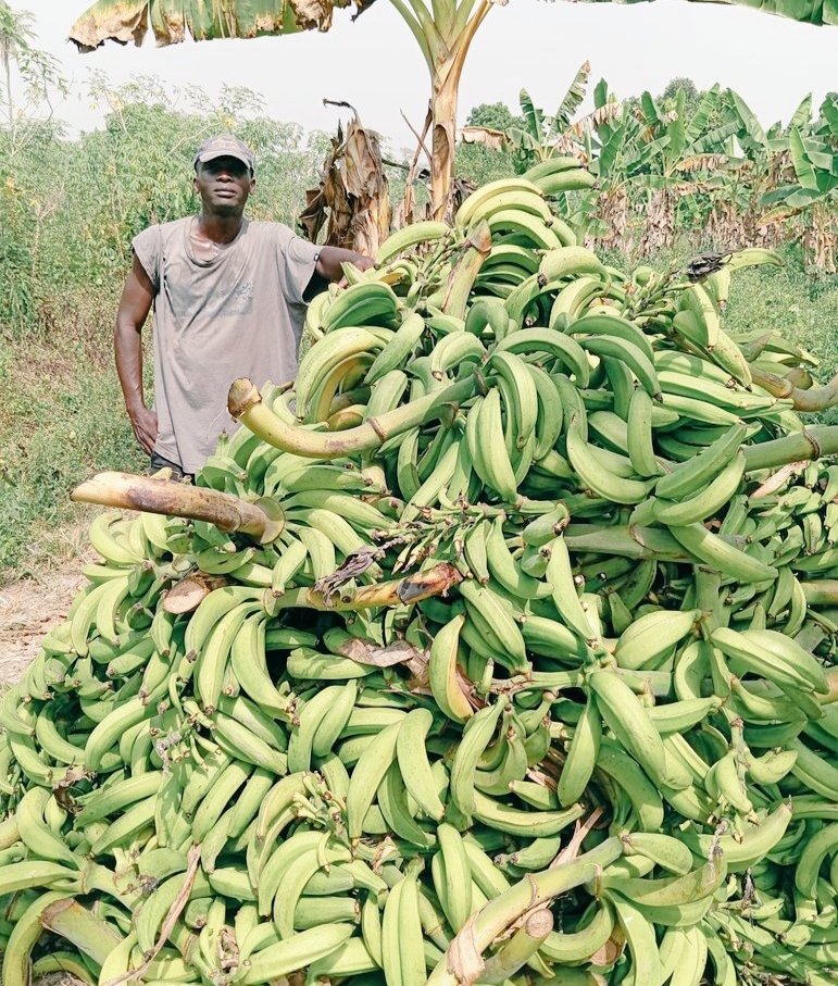 epiphanyfarmltd's tweet image. Plantains are available for sale o. Plantain chips and flour processors, resellers, restaurant owners and consumers, hit me up.