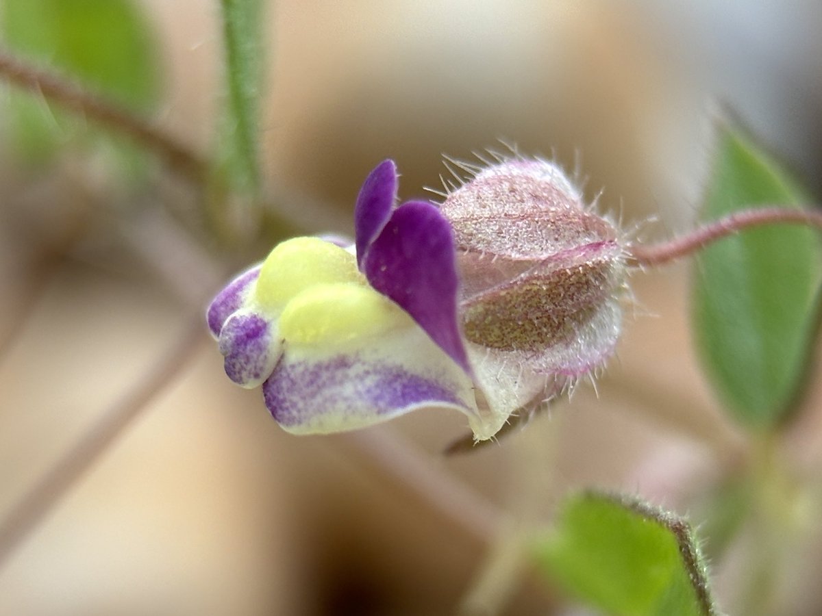 Liz Louise tweet media