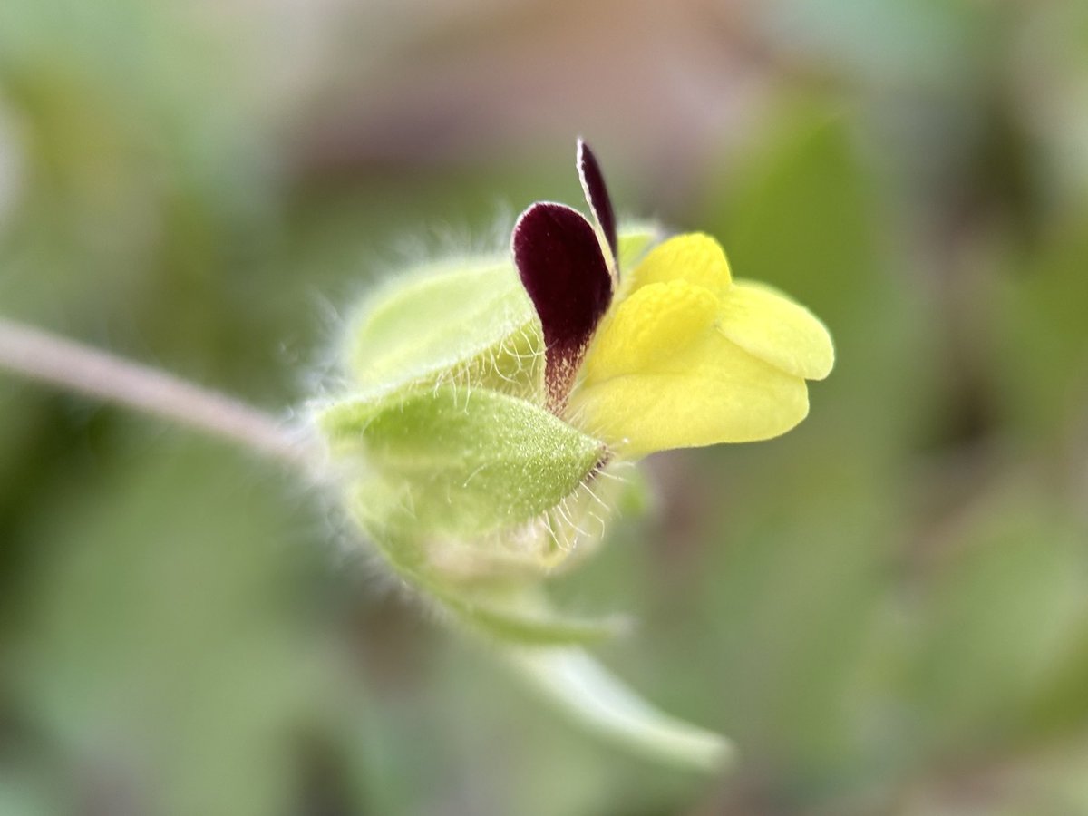 Liz Louise tweet media