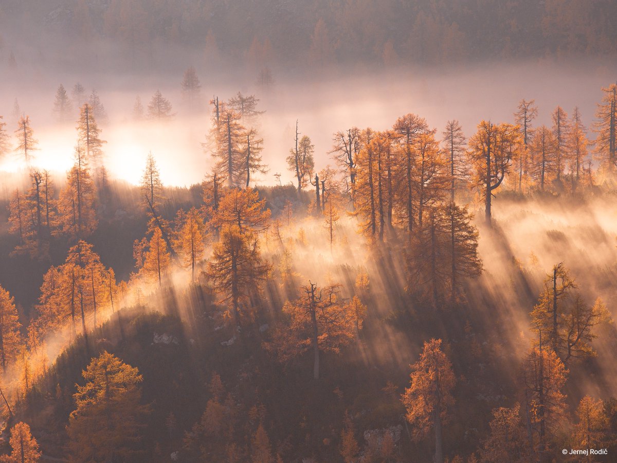 📷 Today is #WorldPhotographyDay! The #AlpineCovention celebrates the magic of #Photography with an annual #PhotoContest - this edition is dedicated to #AlpineForests 🌲🌳

Submit your photos by 1 September for a chance to win a prize: loom.ly/JineSYk