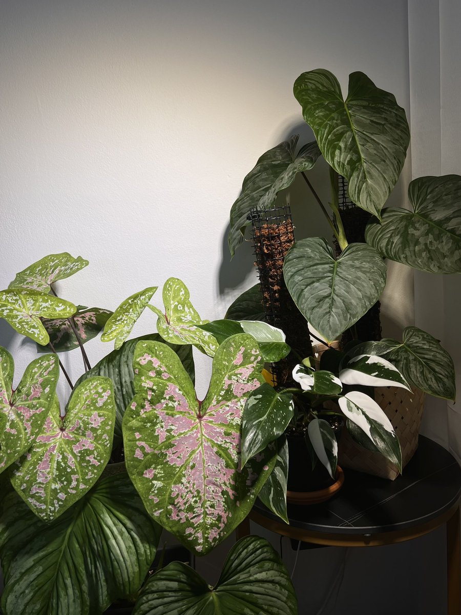 Почти все мои растения я выращивала из черенков, эти не исключение. Вот в такое красивое выросли )