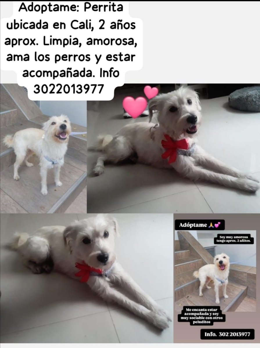 Bellitango tweet media
