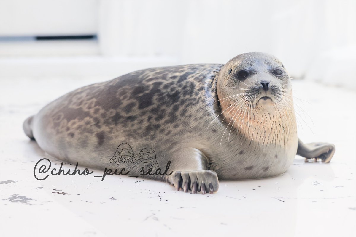 ワモンアザラシのミゾレくん♡ 📆2023年10月撮影 #海遊館 #ミゾレ