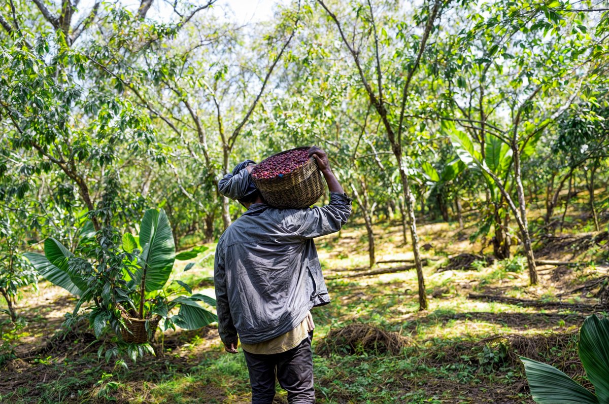 Horracoffee23's tweet image. Horra Coffee Trading: Savor the pure essence of Ethiopia. Our coffee beans are a journey from highland farms to your cup. Experience rich flavors, ethically sourced.

#fyp2024 #Coffee #horra #coffee #trending #Ethiopia #coffeeshop #fypシ゚ #fypシ #HORRA #habesha #trading