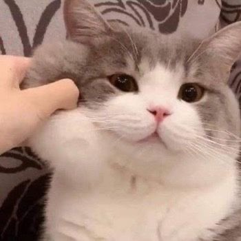 riyangiscat's tweet photo. https://t.co/udkkVuixg7