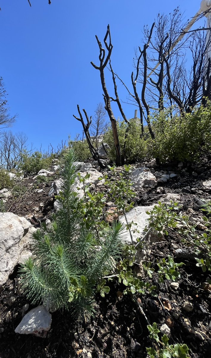 geforestesp's tweet photo. Regeneración natural después de un gran incendio.
#pinushalepensis
#regeneracion
#sostenibilidad
#IGFS
#instrumentodegestionforestalsostenible
#ordenaciondemontes
#inventarioforestal
#gestionforestal
#gestionforestalsostenible
#conservacion
#biodiversidad
#soyforestal https://t.co/tFpzMbQ4El