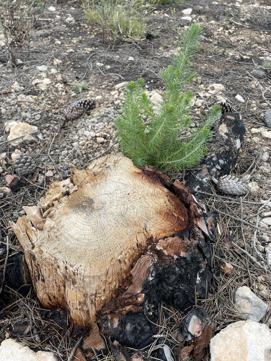 geforestesp's tweet photo. Regeneración natural después de un gran incendio.
#pinushalepensis
#regeneracion
#sostenibilidad
#IGFS
#instrumentodegestionforestalsostenible
#ordenaciondemontes
#inventarioforestal
#gestionforestal
#gestionforestalsostenible
#conservacion
#biodiversidad
#soyforestal https://t.co/tFpzMbQ4El
