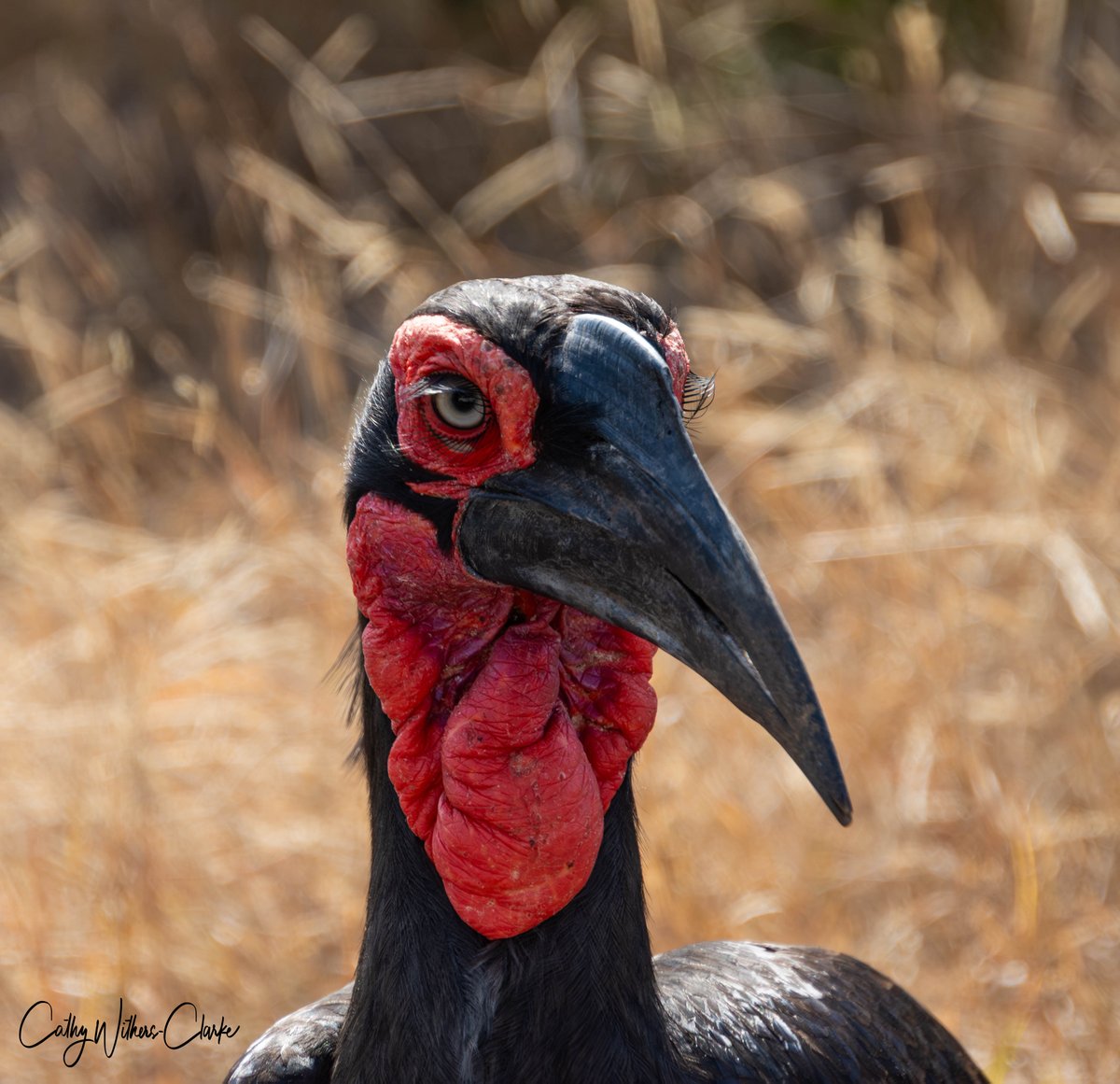 WithersClarke's tweet photo. This male Ground Hornbill is giving me serious eyelash envy !

#kruger #krugernationalpark #hornbill #groundhornbill #birds #safari #africa https://t.co/z1ENrhSODQ