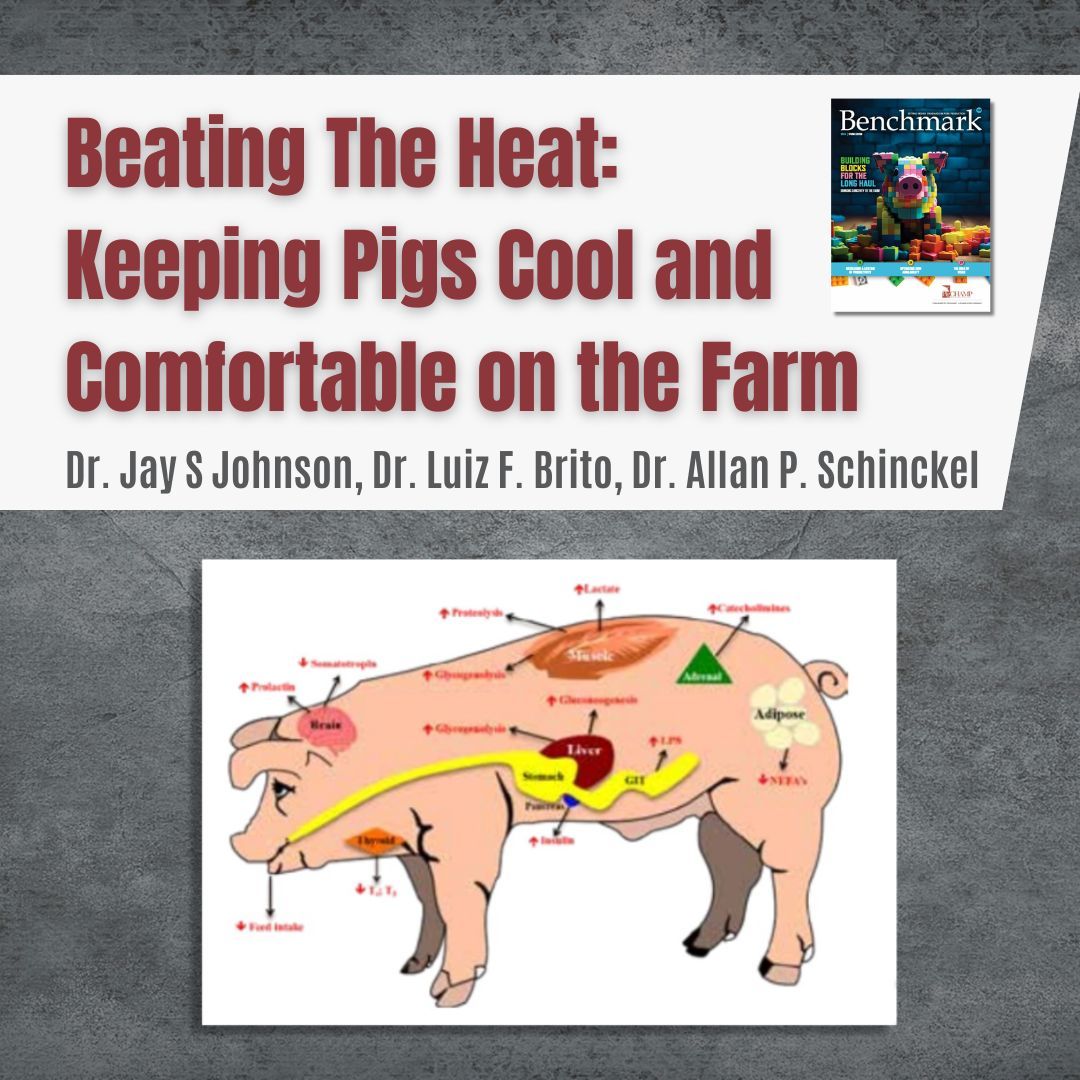 PigCHAMP (@pigchamp) on Twitter photo Heat stress poses a significant threat to overall #pig production...
Understanding the mechanisms & implications of heat stress is crucial for producers to mitigate effects & ensure proper well-being 👇
pigchamp.com/flipbooks/benc…
@jay_s_johnson, @Brito_lf @LifeatPurdue, <a href="/USDA_ARS/">Agricultural Research Service</a> Heat stress poses a significant threat to overall #pig production...
Understanding the mechanisms & implications of heat stress is crucial for producers to mitigate effects & ensure proper well-being 👇
pigchamp.com/flipbooks/benc…
@jay_s_johnson, @Brito_lf @LifeatPurdue, <a href="/USDA_ARS/">Agricultural Research Service</a>