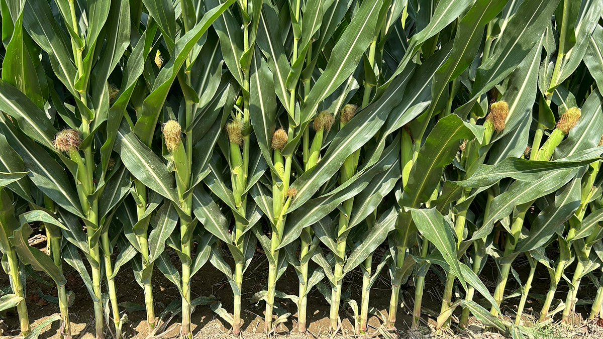 AGROSALVI's tweet image. Inserció baixa de la capsa al #PRECEON de @DEKALB_ES a la nostra finca de #RiudellotsdelaSelva #smartcorn #blatdemoro  emea.smartcornsystem.bayer.com @Bayer4Crops